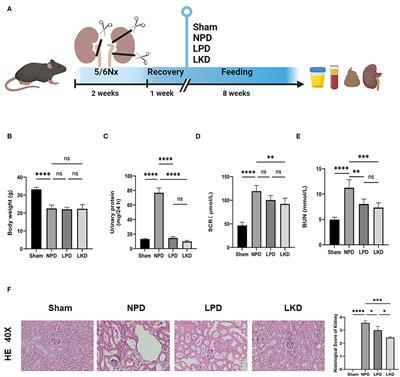 Reno-Protective Effect of Low Protein Diet Supplemented With α-Ketoacid Through Gut Microbiota and Fecal Metabolism in 5/6 Nephrectomized Mice